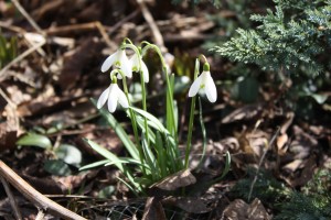 Snowdrops