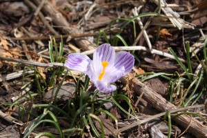 Crocus