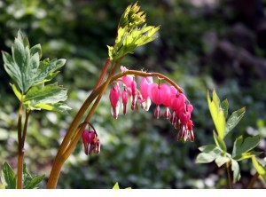 Bleeding heart