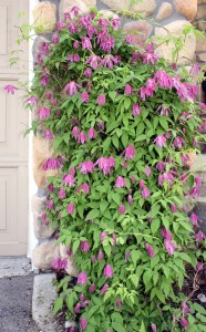 The showstopper clematis