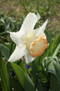 White and peach daffodil