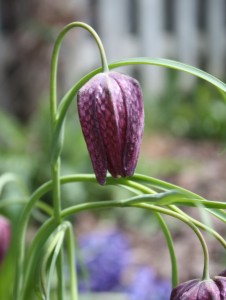 Close up of fritallaria blossom