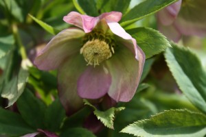 Hellebore blossom