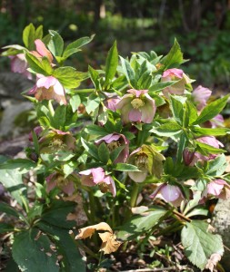 Hellebore