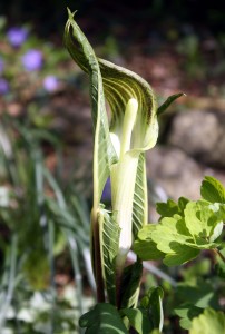 Jack-in-the-pulpit