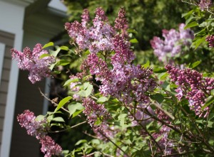 Purple lilac blossoms