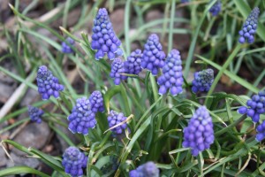 Muscari