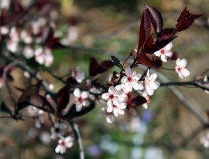 Purple sand cherry