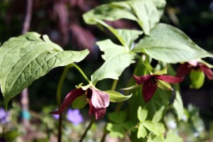 Red trillium