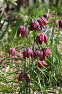 Snake's Head Fritallaria