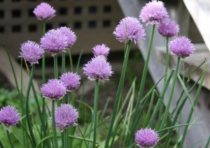 Chive blossoms