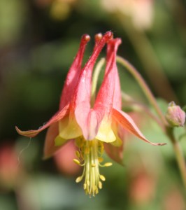 Columbine blossom