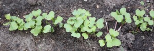 Radish seedlings