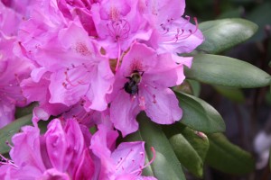 A bumble bee visits the rhododendron