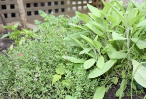 Mounds of sage and thyme