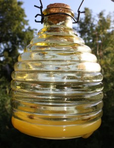 Glass bee catcher