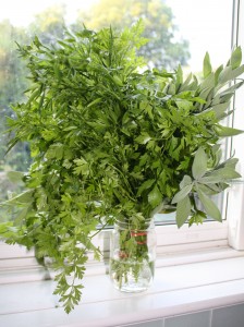 Herbs from the garden