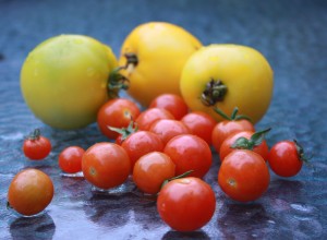 Yellow & Red tomatoes from my garden