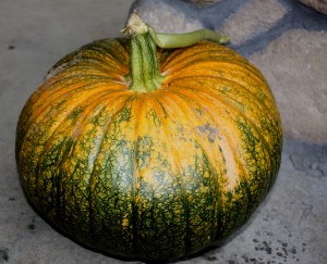 Our perfect plump pumpkin