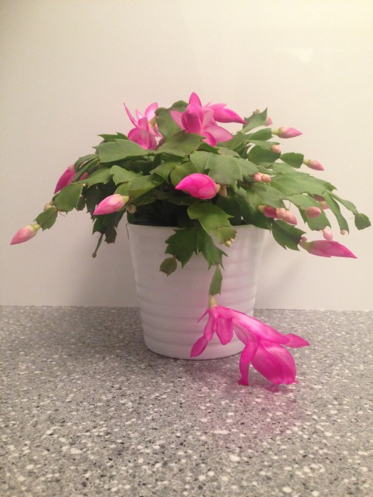 Christmas cactus in full bloom