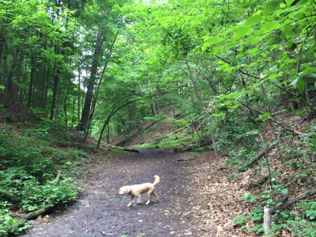 Puppy hike through the ravine